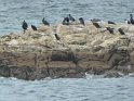 2017-09-30 14-47-51 Circuit Batz sur mer et Le Croisic MBo